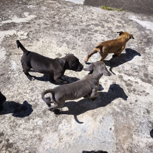 Chiot type cane corso #2