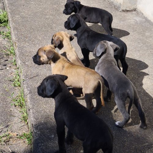 Chiot type cane corso #0