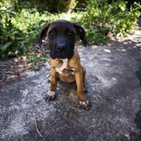 Chiot type cane corso
