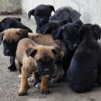 Chiot type cane corso #1