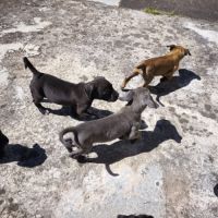 Chiot type cane corso #2