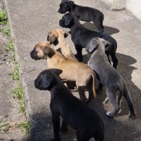 Chiot type cane corso