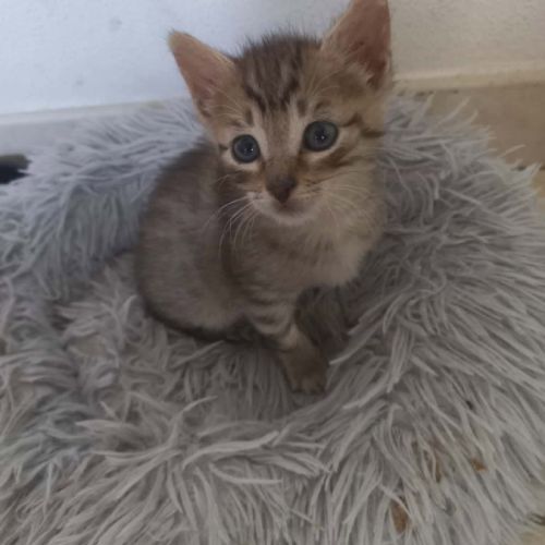 Chat bianca à la réservation