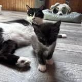 Chat bettyboop à la réservation