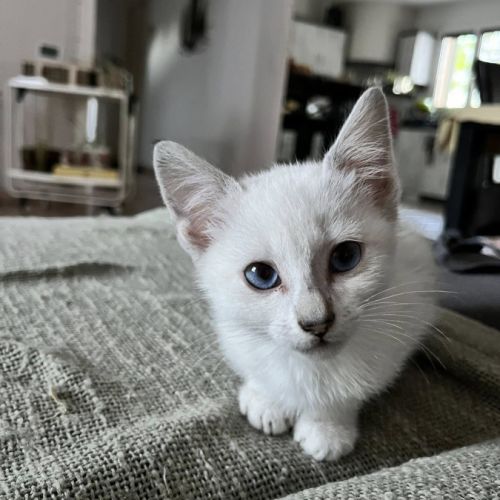 Chat boulette à l adoption #1