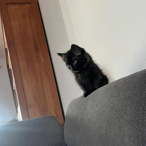 Chat benito à l adoption