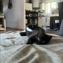Chat benito à l adoption #2