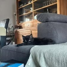 Chat benito à l adoption #3