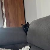 Chat benito à l adoption #4