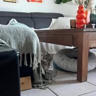 Chat benito à l adoption #2