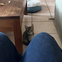 Chat benito à l adoption #4