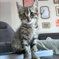Chat benito à l adoption