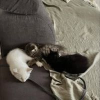 Chat benito à l adoption #3