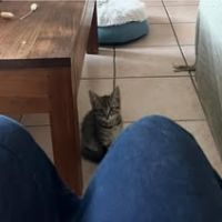 Chat benito à l adoption #4