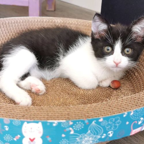 Chat pandora à l adoption