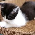 Chat pandora à l adoption #4