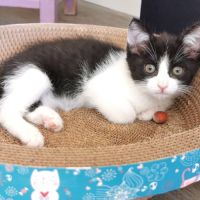 Chat pandora à l adoption #0