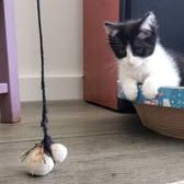 Chat pandora à l adoption #2