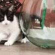 Chat pandora à l adoption #3