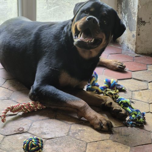 Donne chien rottweiller #1