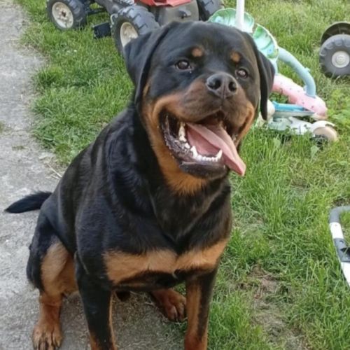 Donne chien rottweiller #2