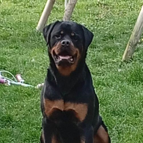 Donne chien rottweiller #0
