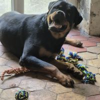 Donne chien rottweiller #1