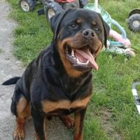 Donne chien rottweiller #2