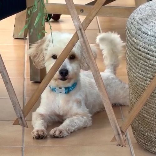 qormi #4