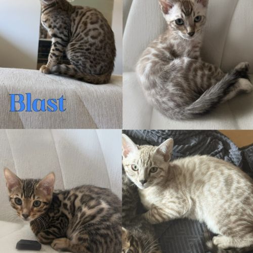 Chatons bengal loof