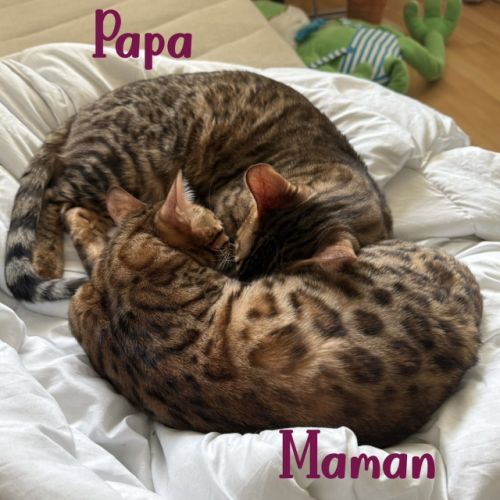 Chatons bengal loof #2