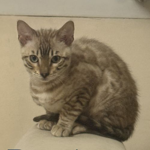 Chatons bengal loof #3