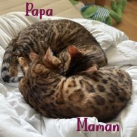 Chatons bengal loof #2