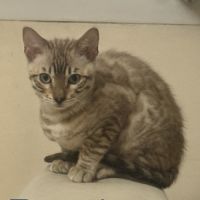 Chatons bengal loof #3