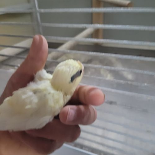 Kakariki 2026