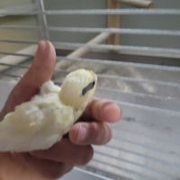 Kakariki 2026 #0