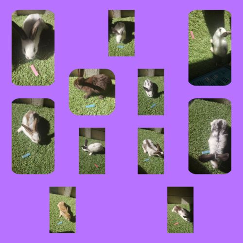 Lapin papillon #2