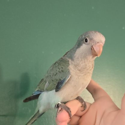 Conure souris veuve quaker eam
