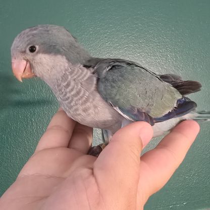 Conure souris veuve quaker eam #3