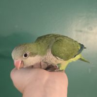 Conure souris veuve quaker eam #1