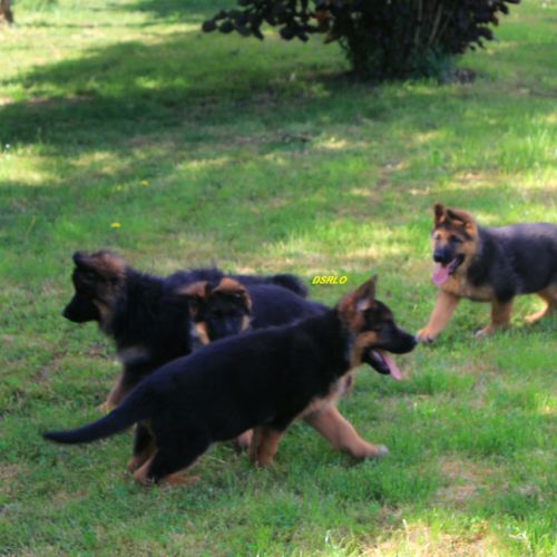 A vendre chiots berger allemand lof #1