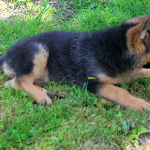 A vendre chiots berger allemand lof #2
