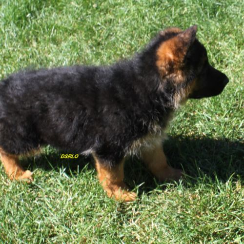 A vendre chiots berger allemand lof #3
