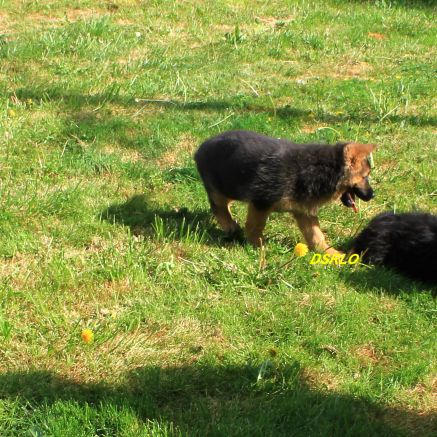 A vendre chiots berger allemand lof #4
