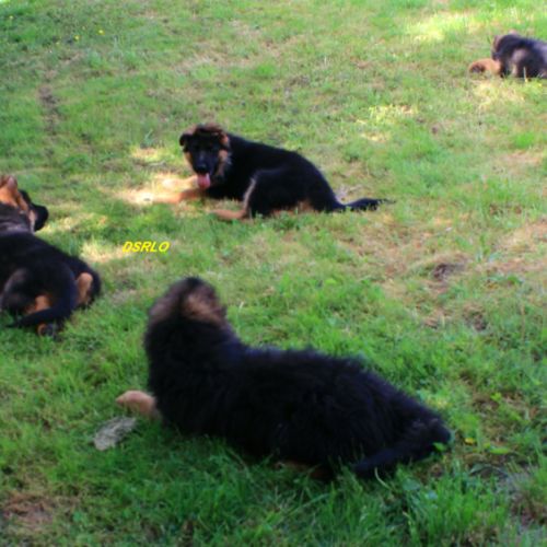 A vendre chiots berger allemand lof #5