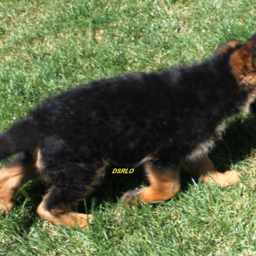A vendre chiots berger allemand lof