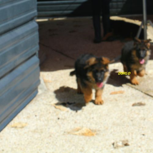 A vendre chiots berger allemand lof #8