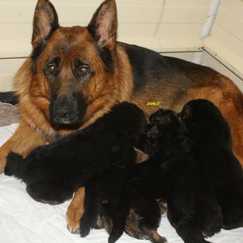 A vendre chiots berger allemand lof #9