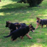 A vendre chiots berger allemand lof #1