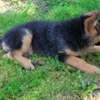 A vendre chiots berger allemand lof #2